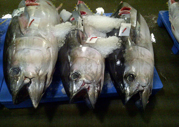 Three Big Eye Tuna